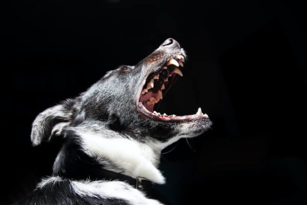 Expertise personal injury template dog bite img